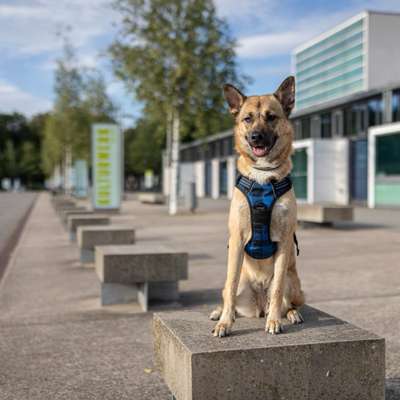 Hundetreffen-Spiel-Treffen-Bild