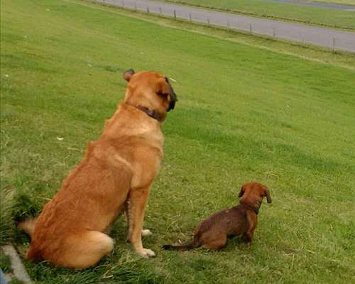 Dogorama Photo Challenge - Die besten Hundebuddys-Beitrag-Bild