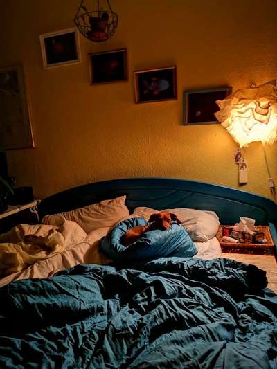 Warum liebst du deinen Hund?-Beitrag-Bild