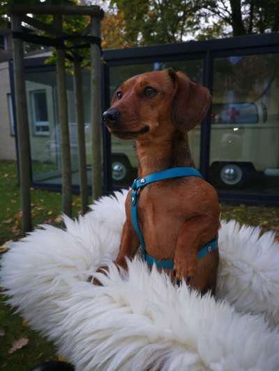 Geschirr für Dackel-Beitrag-Bild