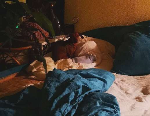 Darf der Hund bei Euch im Bett schlafen?-Beitrag-Bild
