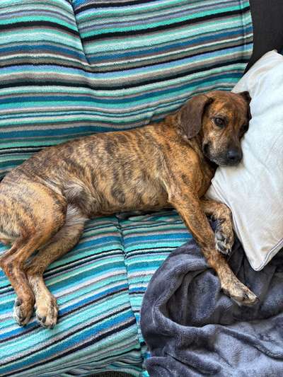 Segugio-Mix-Beitrag-Bild