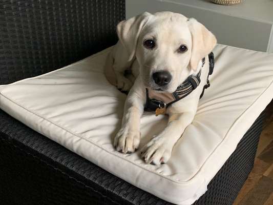 Labradorfans-Beitrag-Bild