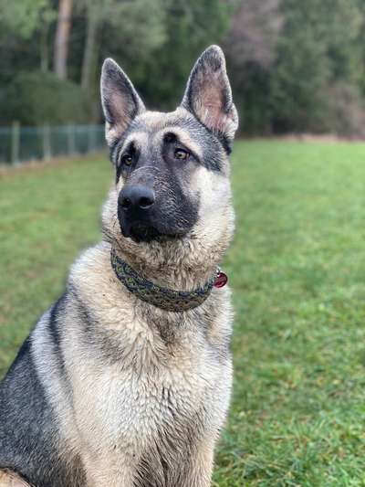 Dogorama Photo Challenge- genervter Blick-Beitrag-Bild