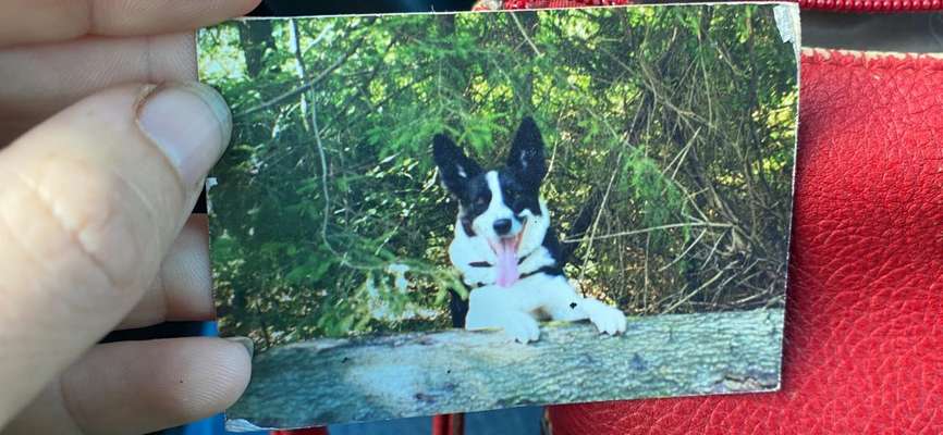 Unsere Fellnasen im Regenbogenland-Beitrag-Bild