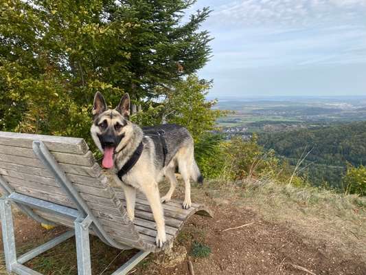 Dogorama Photo Challenge - Bänke-Beitrag-Bild