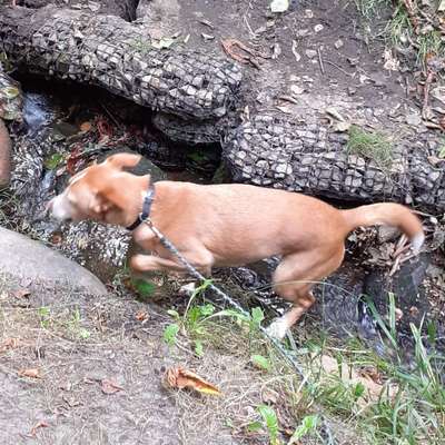 Hundetreffen-Spazieren-Bild