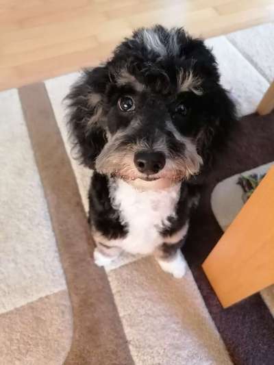 Hundetreffen-Gassirunde für Junghunde-Bild