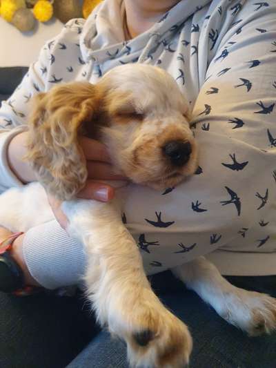 Englisch Cocker Spaniel-Beitrag-Bild