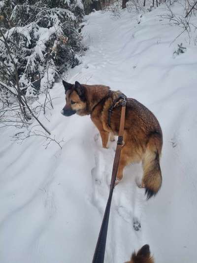 Auslandstierschutz-Beitrag-Bild