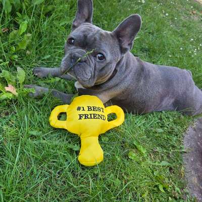 Hundetreffen-Balu sucht Spielgefährten! 🐶-Bild