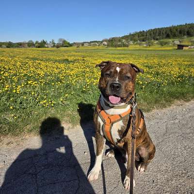 Hundetreffen-Social Walks und Training😊-Bild