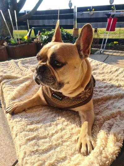 Französische Bulldoggen-Beitrag-Bild