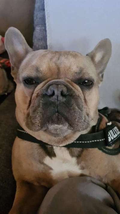 Französische Bulldoggen-Beitrag-Bild