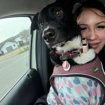 Hundetreffen-Gemeinsam Unterwegs-Bild