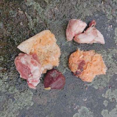 Giftköder-Fleischbälle/Fischköpfe/Fleischstücke ..-Bild