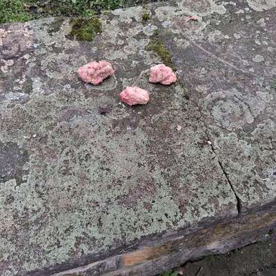 Giftköder-Erneute Fleischbällchen/Fischköpfe-Bild