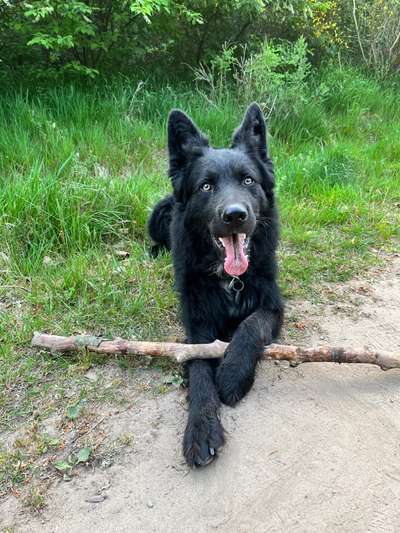 Mischlinge raten - Rätselspaß-Beitrag-Bild