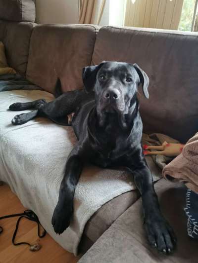 Labradorfans-Beitrag-Bild