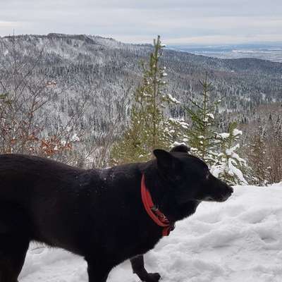 Hundetreffen-Gassirunde Nebringen Wanderparkplatz-Bild