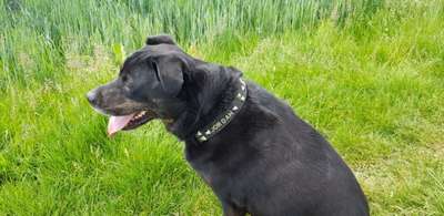 Wer macht Hundehalsbänder selber?-Beitrag-Bild