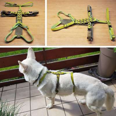 Das passende Brustgeschirr-Beitrag-Bild