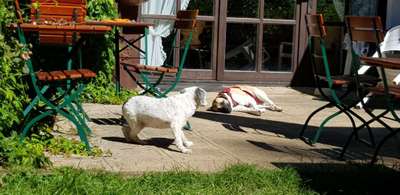 Urlaub mit hund-Beitrag-Bild