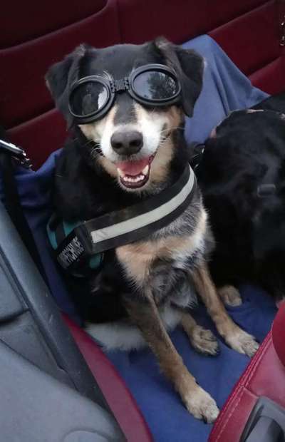 Hund im Cabrio mitnehmen-Beitrag-Bild