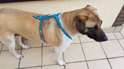 Selbstgemachte Artikel für Hunde-Beitrag-Bild