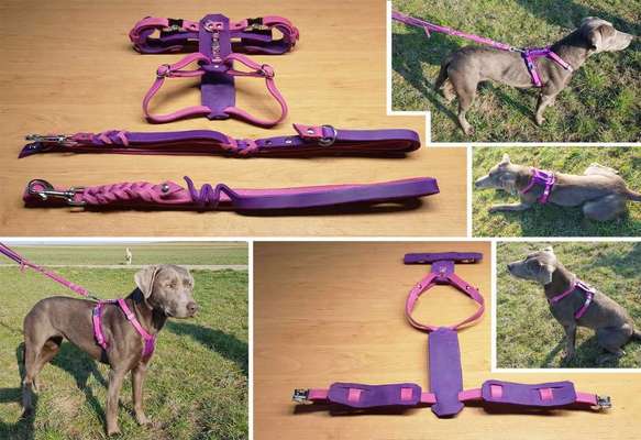 Hundegeschirr mit Stil-Beitrag-Bild