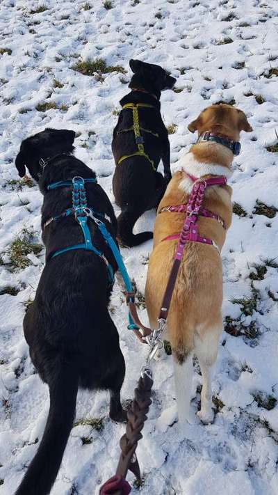 Herdenschutzhund-Beitrag-Bild