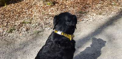 Wer macht Hundehalsbänder selber?-Beitrag-Bild