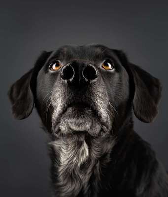 Hundemodel-Beitrag-Bild