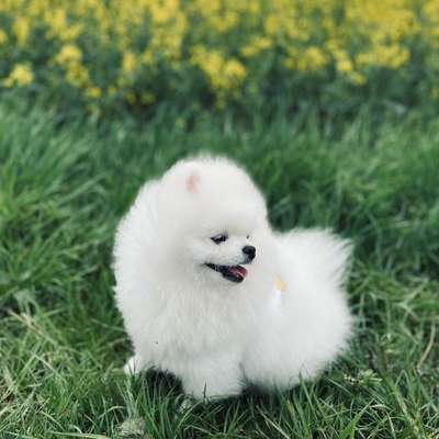 Hundetreffen-Spielpartner/Gassi-Bild