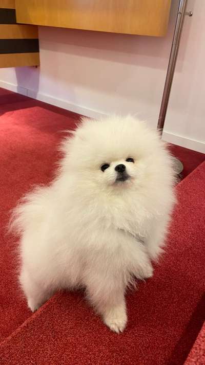 Pomeranian-Beitrag-Bild