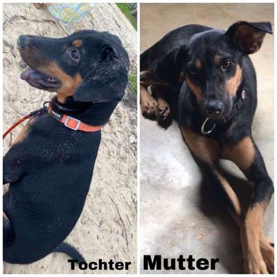 TierschutzhundeStammtisch🐕-Beitrag-Bild