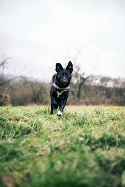 Wie kamst du zu deinem Hund?-Beitrag-Bild