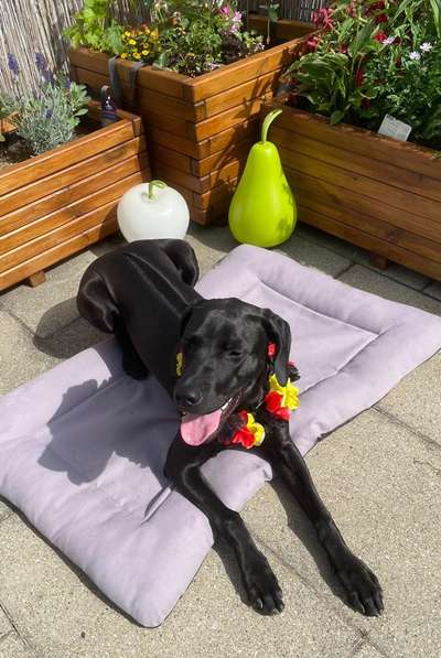 Rhodesian Ridgeback-Beitrag-Bild