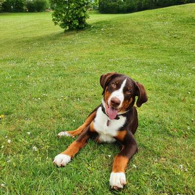 Die Dogorama Monats Challenge "Es grünt und blüht"-Beitrag-Bild