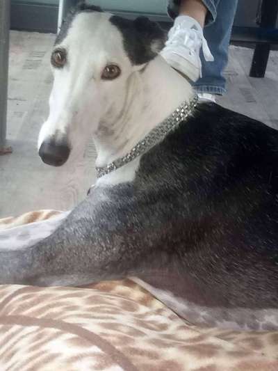 eure Spitznamen für die Vierbeiner-Beitrag-Bild