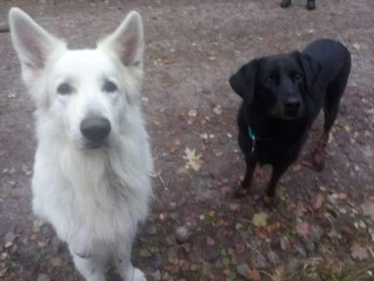 Dogorama Photo Challenge - Die besten Hundebuddys-Beitrag-Bild