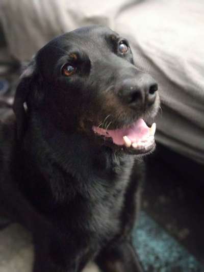 Dogorama Photo Challenge - Hundeblick zum hinschmelzen-Beitrag-Bild