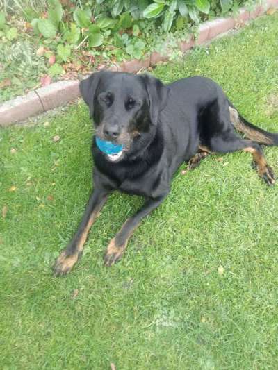 FOTOCHALLENGE NR.54-,,Liebesbeweis"-Beitrag-Bild