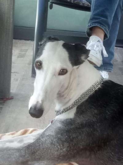 Bester Freund, Hundekumpel - zeigt her!-Beitrag-Bild