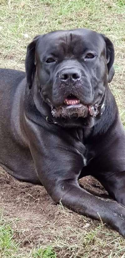 eure Spitznamen für die Vierbeiner-Beitrag-Bild