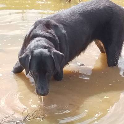 Hundesteuer Betrag-Beitrag-Bild