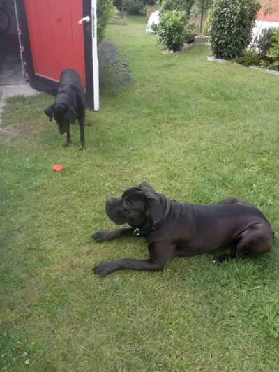 Dogorama Photo Challenge - Die besten Hundebuddys-Beitrag-Bild