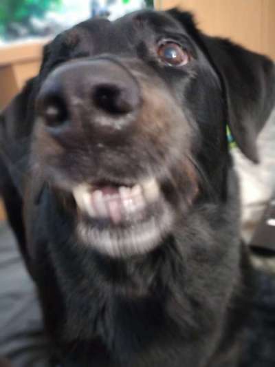 Zeige das lustigste Bild eures Hundis-Beitrag-Bild