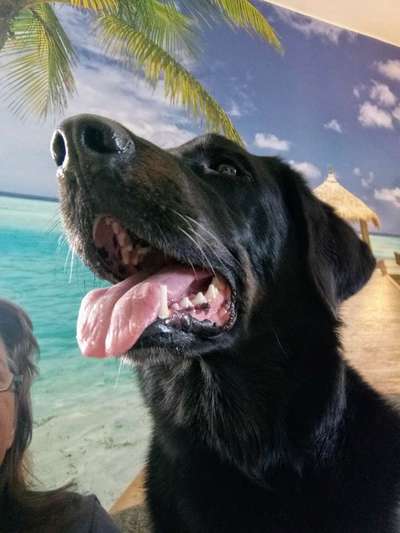 Hundmenschfotos-Beitrag-Bild