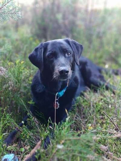 Zeig deinen Hund in der Kalender-Collage-Beitrag-Bild